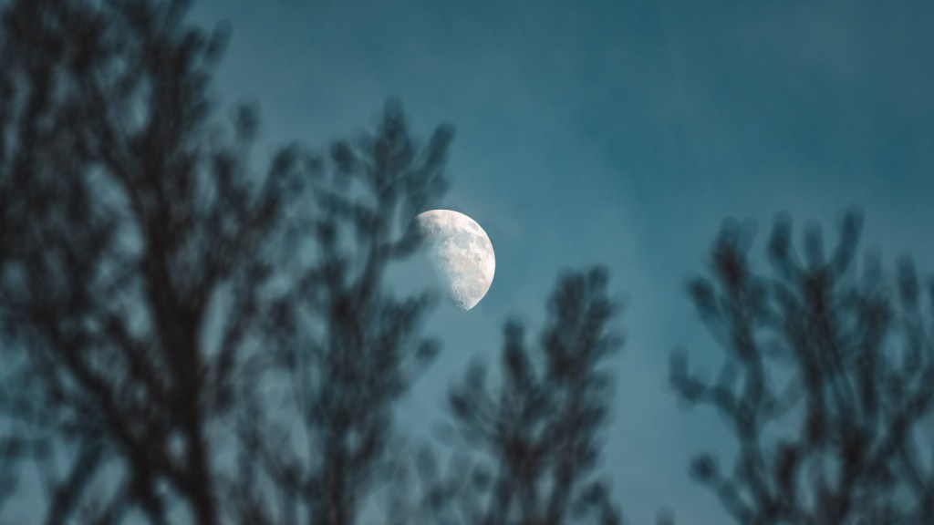 arbre Lune 
