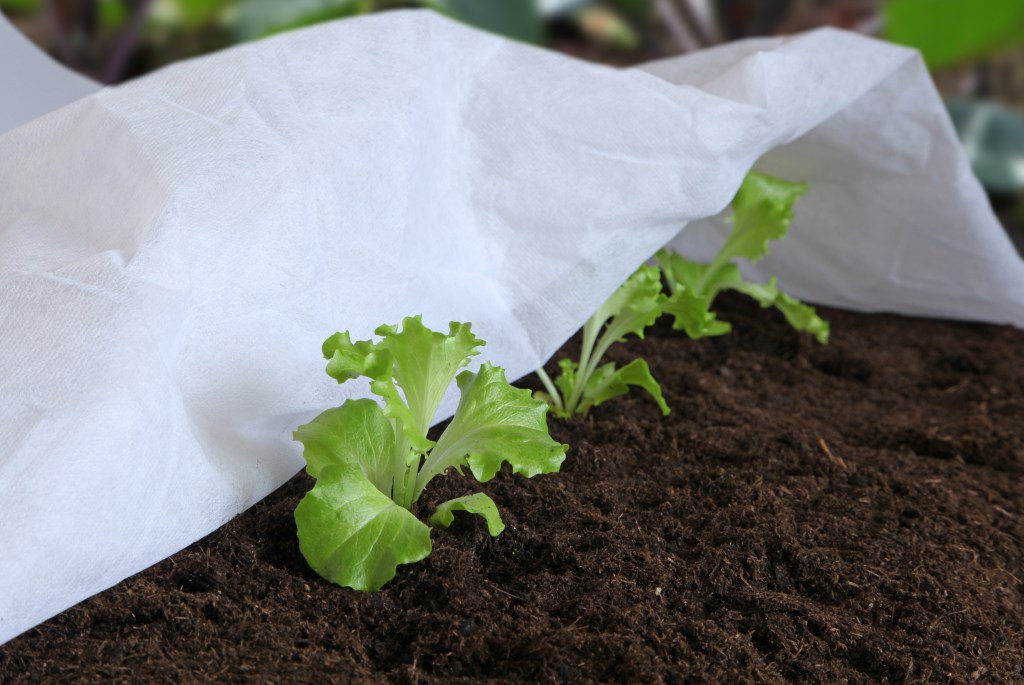 mai potager Voile de croissance sur plants de salade