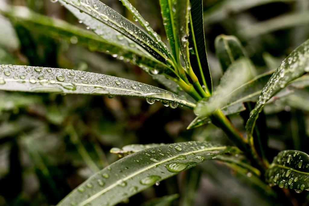 plante avec eau de pluie