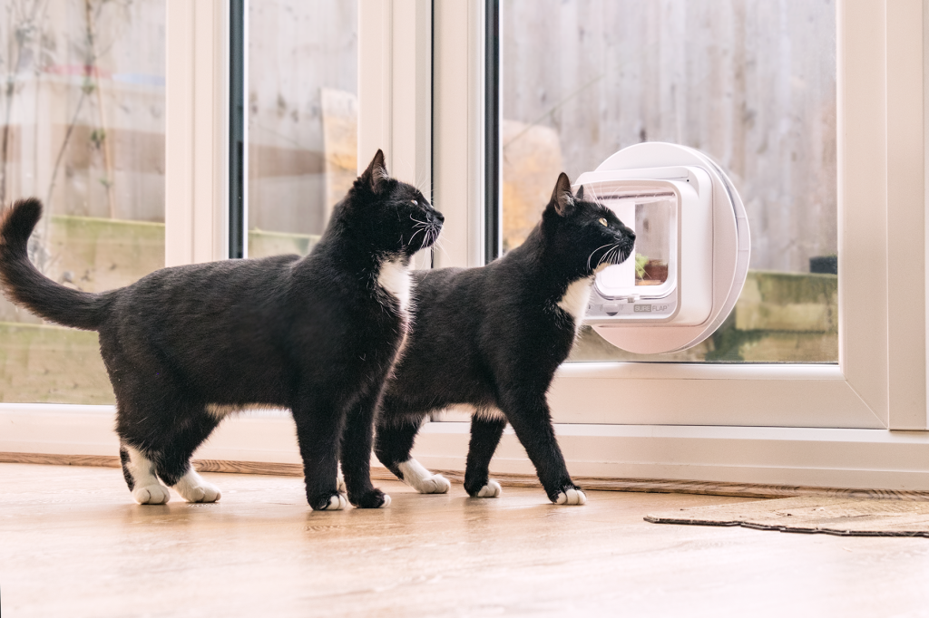 2 chats noirs à côté d'une chatière connectée