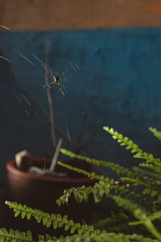 araignée qui a tissé sa toile dans une plante