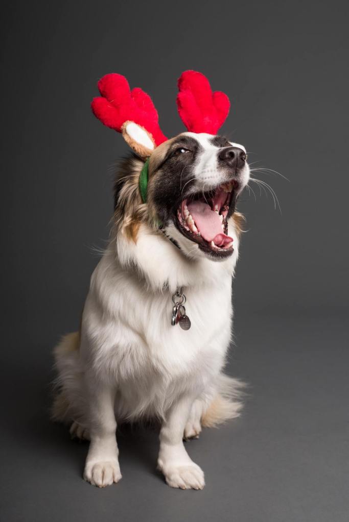 chien avec un serre tête de Noël