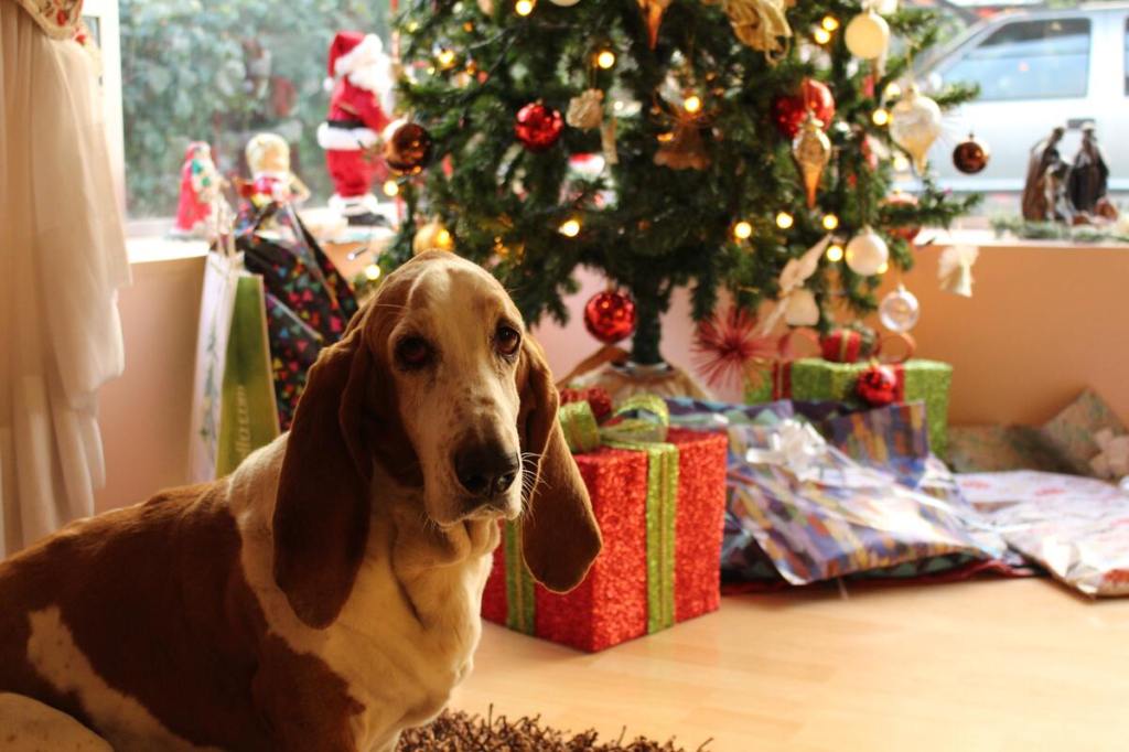 chien devant un sapin de Noël