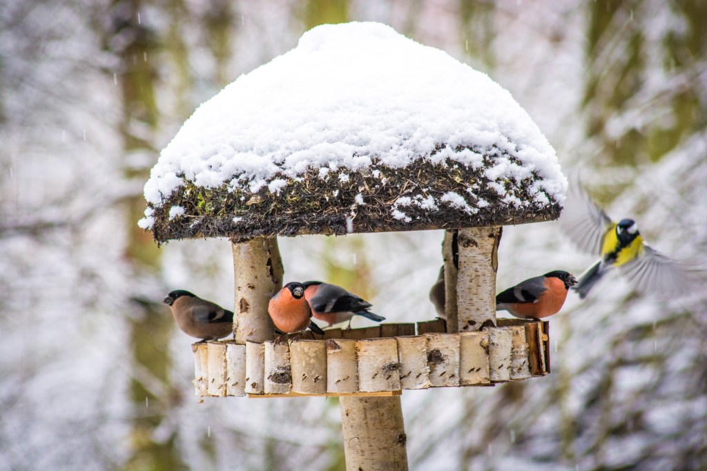 oiseaux en hiver au mois de décembre sous la neige