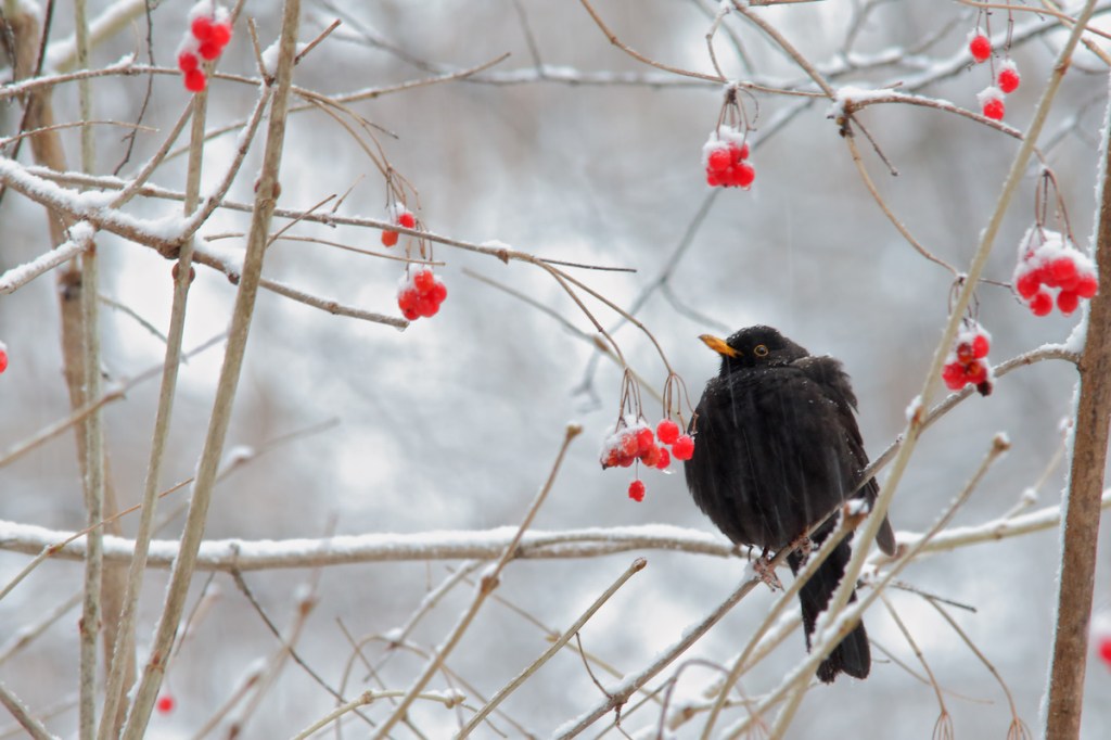 oiseaux qui mange des baies sous la neige