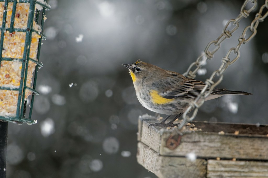 oiseau qui mange des graines en hiver