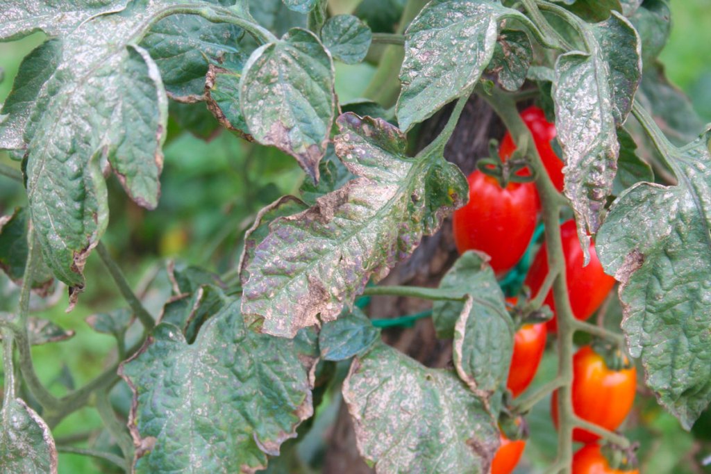 mildiou tomates