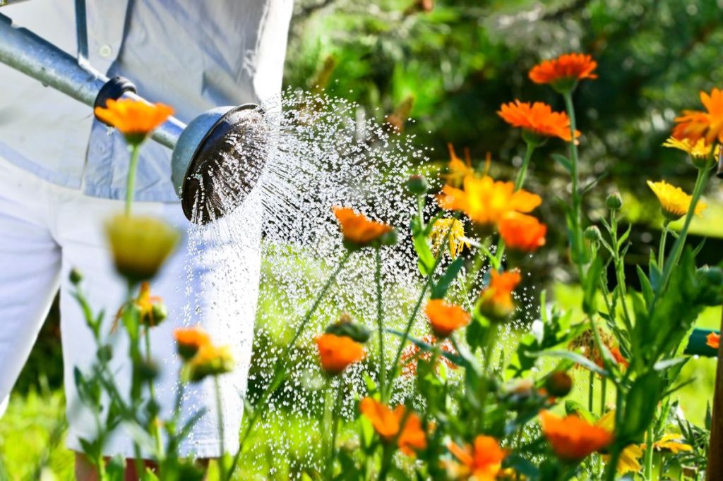 Arrosage écologique du jardin : top 8 des produits astucieux