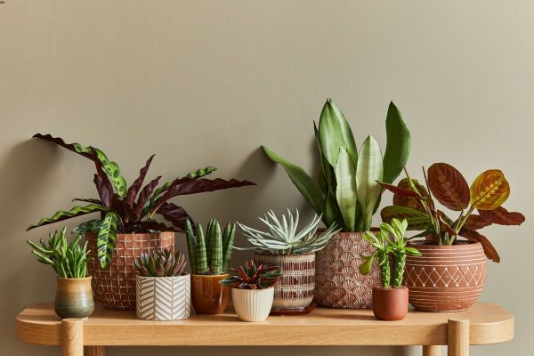 Comment entretenir vos plantes d'intérieur ?