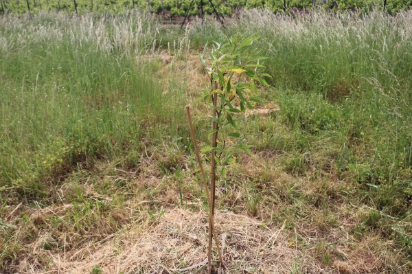 arbre fruitier jardin