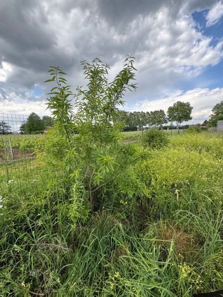 arbre fruitier jardin