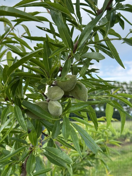 arbre fruitier jardin