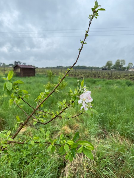 arbre fruitier jardin
